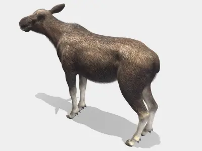 Moose - Cow Low-poly 3D model