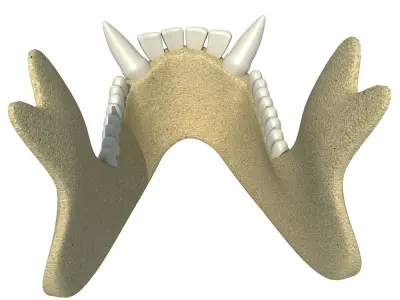 Gorilla Animal jaw  3D model