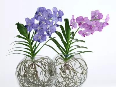 Double Vanda 3D model