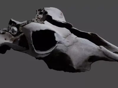 Cow skull 3D model