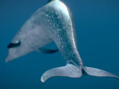 Atlantic Spotted Dolphin 3D model