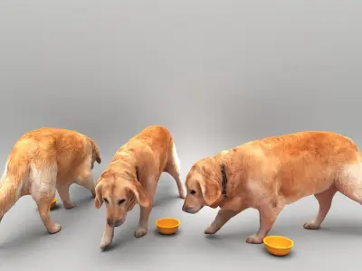 Golden retriever dog 33 Low-poly 3D model
