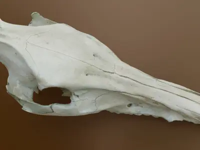 Wild Boar Skull 3D model