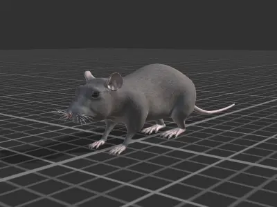 Rat grey and white Low-poly 3D model
