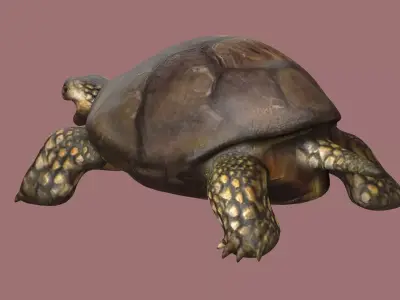 tortoise reptile turtle animal wildlife slow zoo armor  3D model