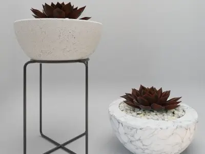 Succulent in bowl with stones 3D model