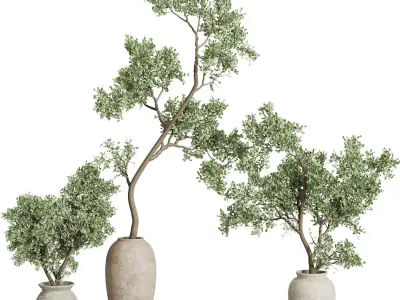Olive tree in an old earthenware vase indoor collection 441 3D model