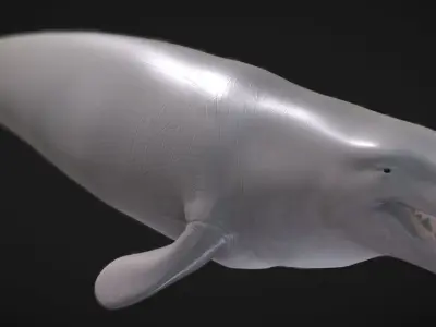 Basilosaurus  Low-poly 3D model