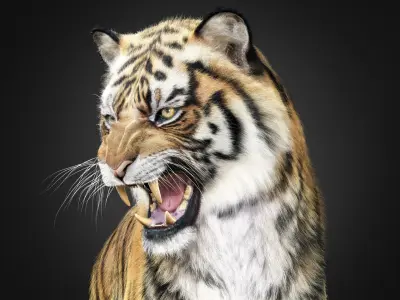 Tiger 2025 RIG Xgen core 3D model