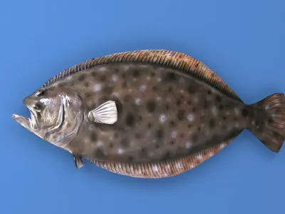 Flounder Fish  Low-poly 3D model