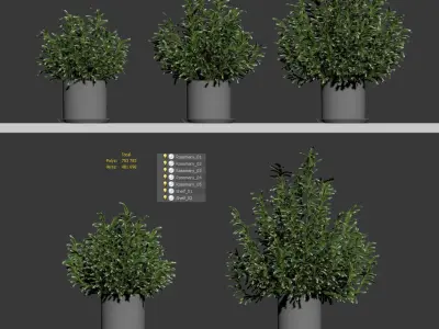Rosemary in pots on the shelves - 5 models 3D model