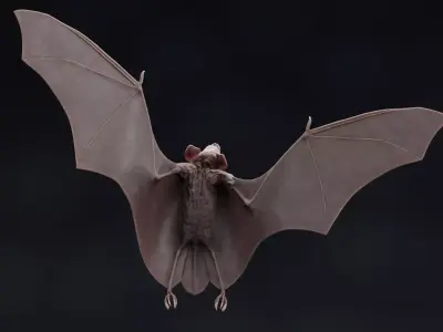 Vampire Bat in Flying Pose - Rigged  3D model