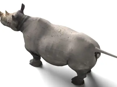 Rhino Low-poly 3D model order
