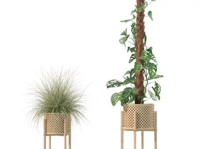 Plants collection 203 - monstera grass cactus ficus philodendron 3D model