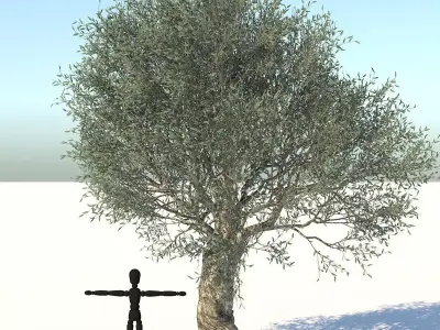 Olive Tree Low-poly 3D model