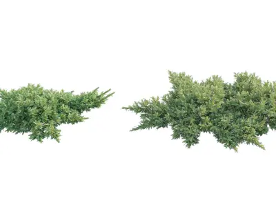 Juniperus procumbens - Garden Juniper 01 Low-poly 3D model