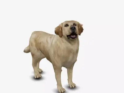 Dog Golden Retriever Low-poly 3D model