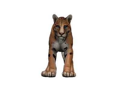 Florida Panther Low-poly 3D model