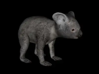 t13-koala koala bear praying 3D model