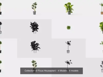 Collection of Ficus Houseplant - 4 Models