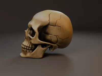 Skull human Free 3D model