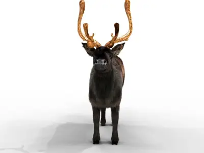Fur Black Reindeer Blender NO RIG Low-poly 3D model