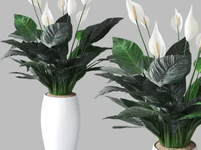 Peace lily 3D model