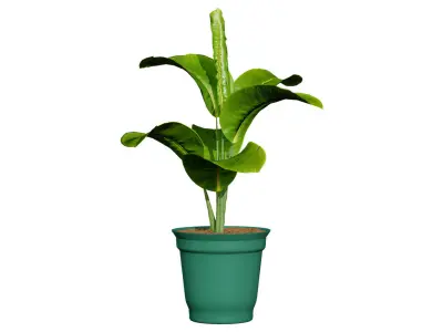 Indoor Potted Plants 3D Model Low-poly 3D model