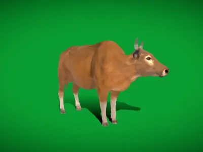 Indochinese Banteng Cattle Low-poly 3D model