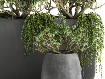 Crassula in a black flowerpots 811 3D model