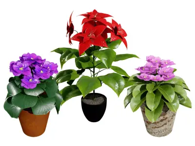 African violets and Poinsettia Plant  Low-poly 3D model