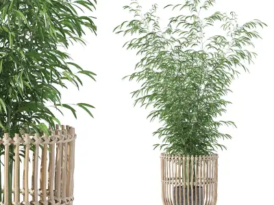 Bamboo in modern flower pot 3D model