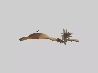 Organic Wall Decor Low-poly 3D model