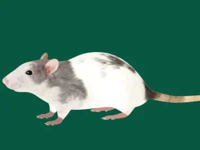 White Rat Low-poly 3D model