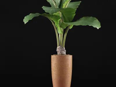 Plants Collection 53 3D model