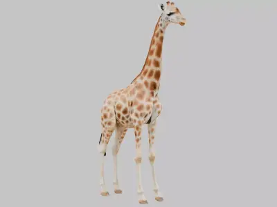 African Giraffe Low-poly 3D model purchase