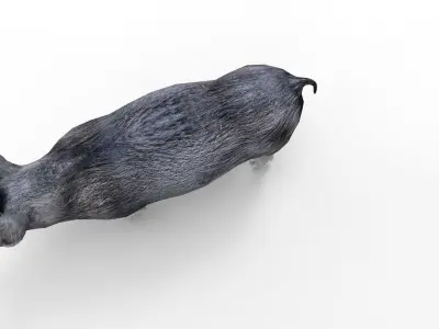 Black Pig Rigged  Low-poly 3D model