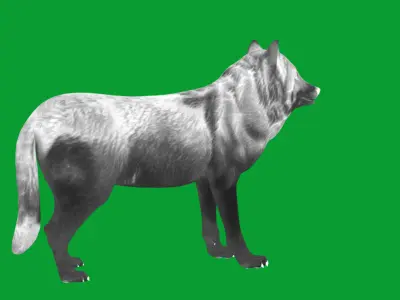 The Grey Wolf Low-poly 3D model