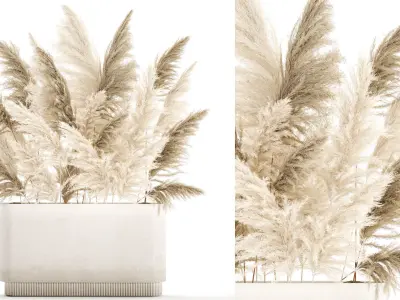 Beautiful bushes Cortaderia for decoration in pots 1292 3D model