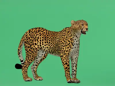 South African Cheetah Low-poly 3D model