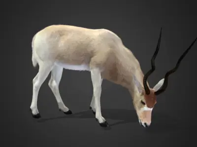 Addax Antelope Realistic 3D model