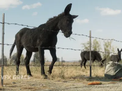 Donkey winter Animation VFX Grace 3D model