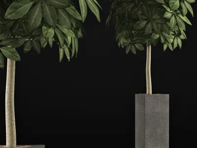 Plants Collection 46 3D model