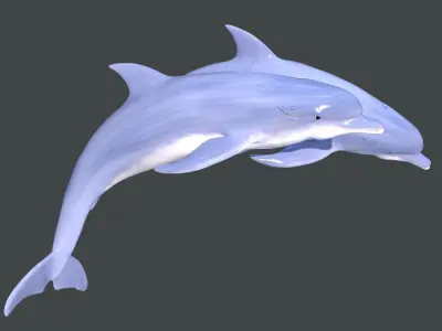 Dolphins two 3D model