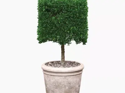 Potted Topiary Buxus 01 3D model