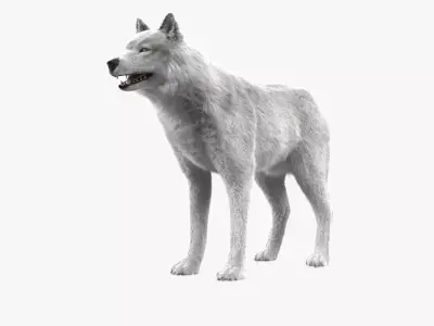 Wolf White Low-poly 3D model