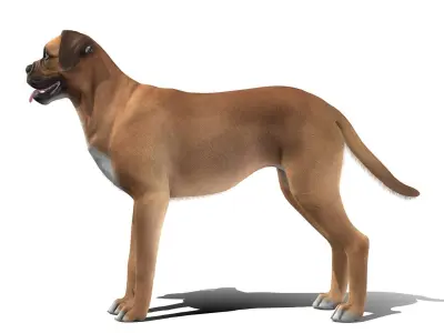 Dog - Boxer Low-poly 3D model