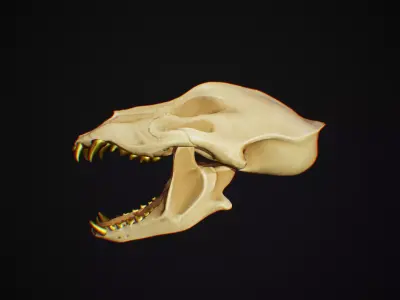 Wolf Skull Low-poly 3D model