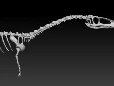 coelophysis half skeleton 3D model