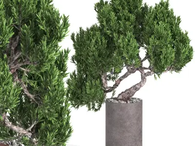 indoor plant 04 3D model